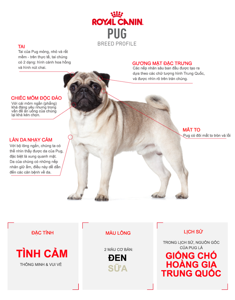 Mô tả giống chó Pug
